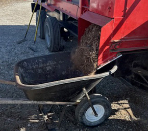 Ribbed Belt Dumping into wheelbarrow